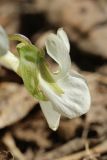 Viola mirabilis