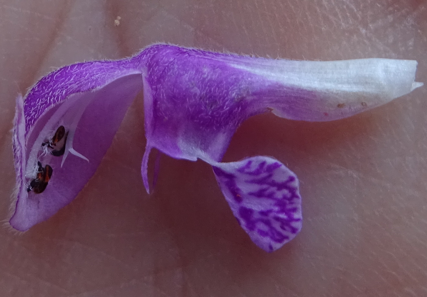 Image of Lamium maculatum specimen.