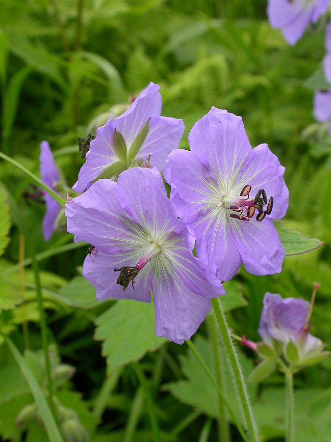 Изображение особи Geranium platyanthum.