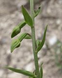 Epipactis persica