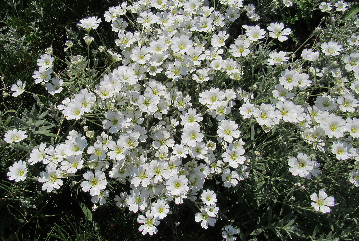Image of Cerastium argenteum specimen.