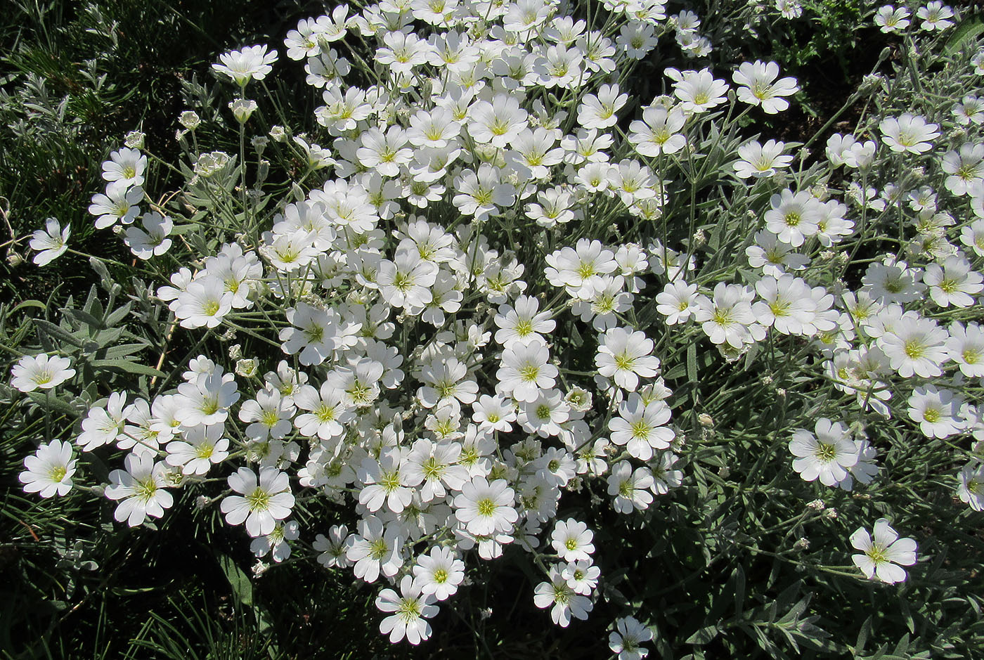 Изображение особи Cerastium argenteum.