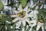 Passiflora caerulea