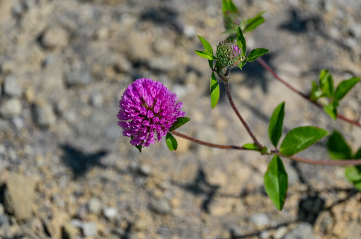 Изображение особи Trifolium pratense.