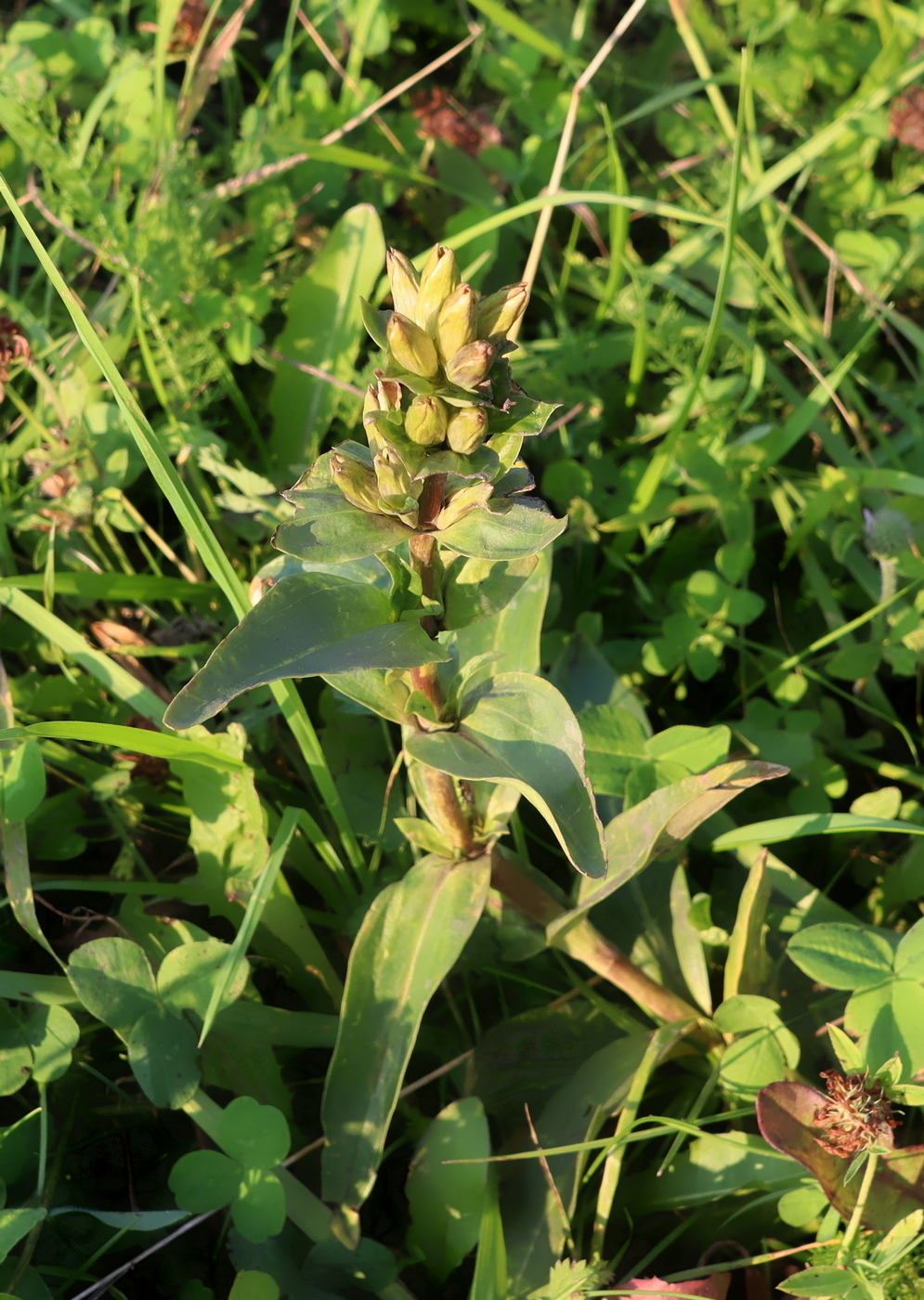 Изображение особи Gentiana cruciata.