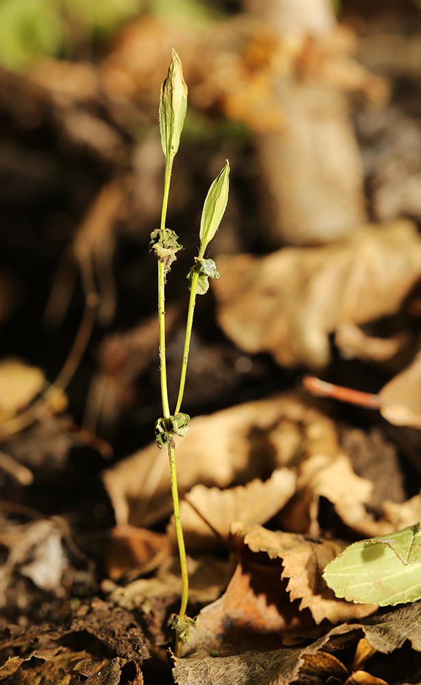 Image of Gentianopsis komarovii specimen.