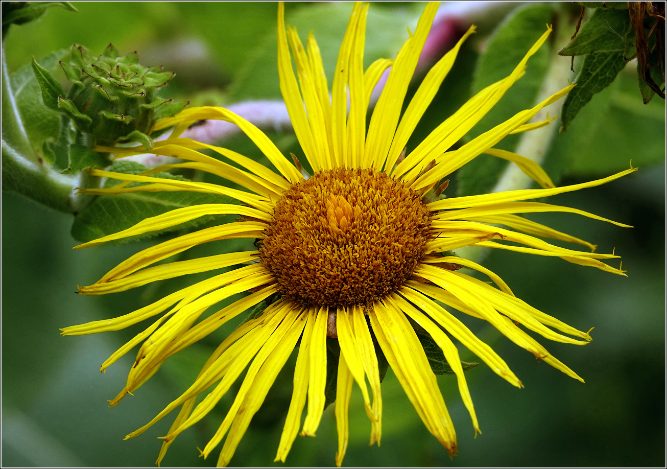 Изображение особи Inula helenium.