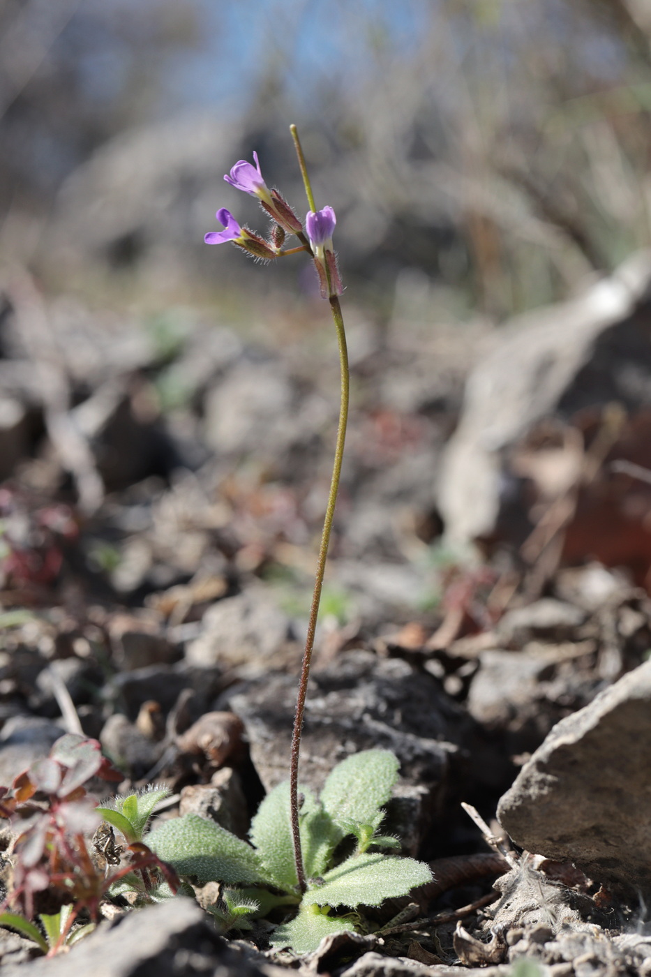 Изображение особи Arabis verna.