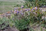 Aster alpinus. Цветущие растения в сообществе с Artemisia и Spiraea. Хакасия, Орджоникидзевский р-н, горная гряда Сундуки, на скале. 07.06.2022.