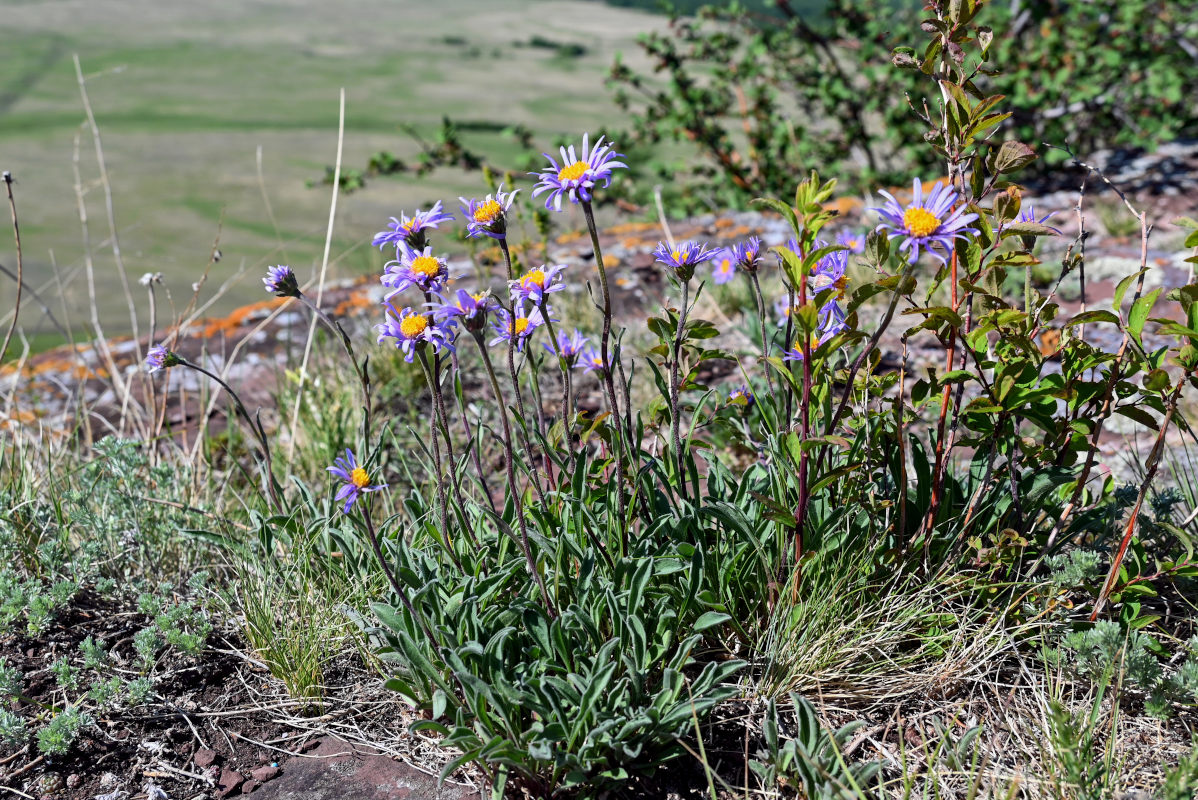 Image of Aster alpinus specimen.