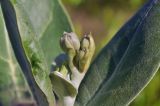 Calotropis gigantea. Развивающееся соцветие. Вьетнам, провинция Кханьхоа, г. Нячанг, гора Co Tien (Angel Mountain), травянисто-кустарниковый склон. 08.09.2023.