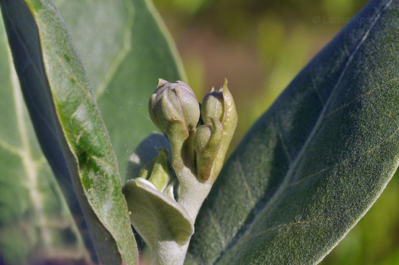 Image of Calotropis gigantea specimen.