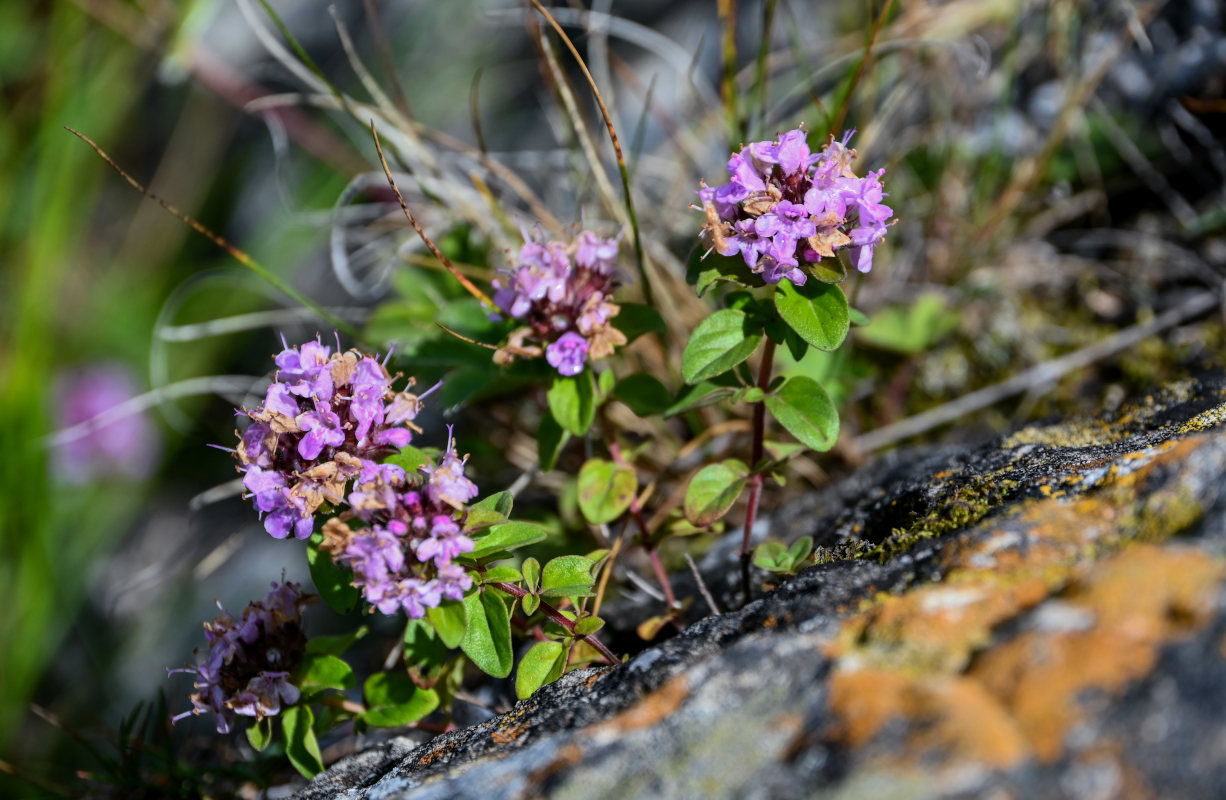 Изображение особи род Thymus.