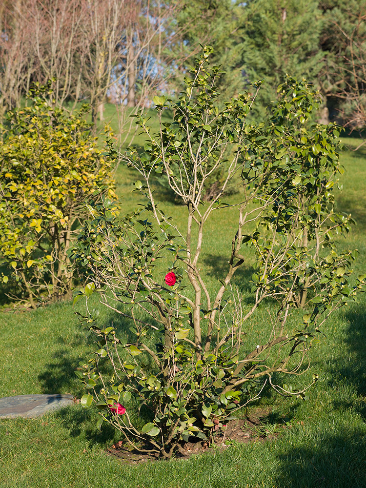 Image of Camellia japonica specimen.