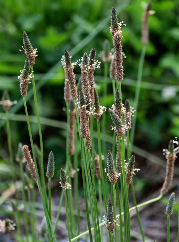 Image of Plantago lanceolata specimen.