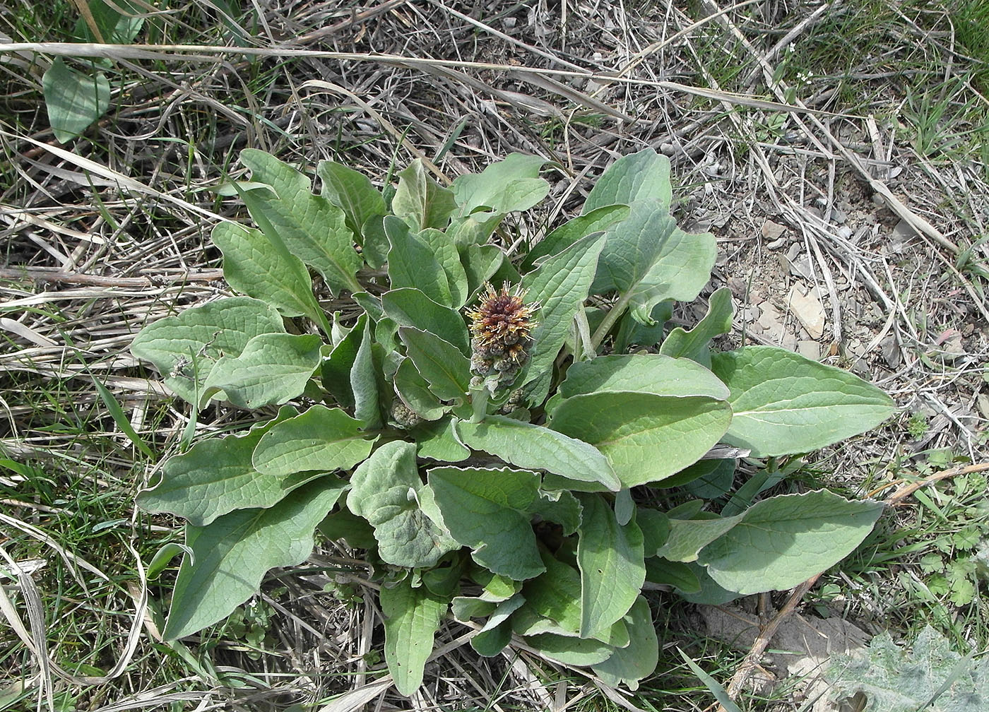 Image of Solenanthus circinnatus specimen.