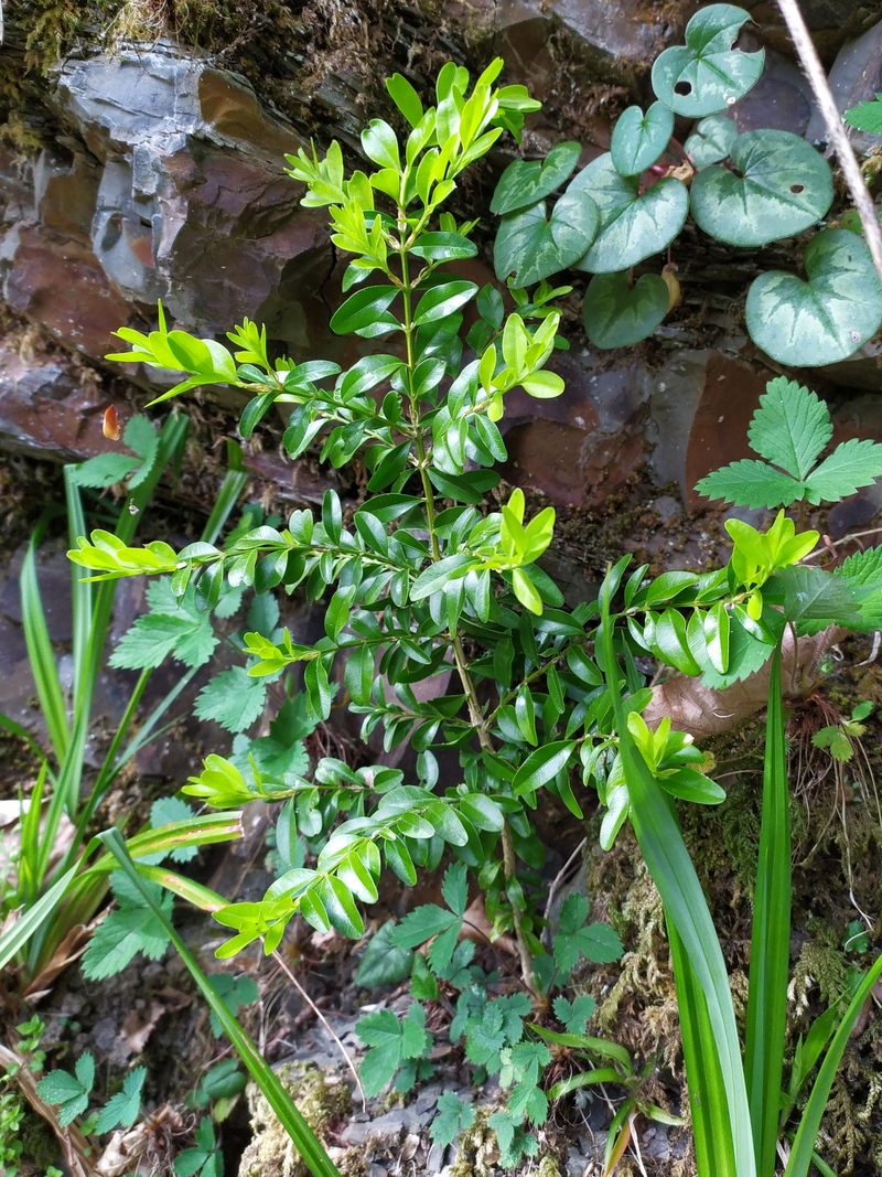 Image of Buxus colchica specimen.