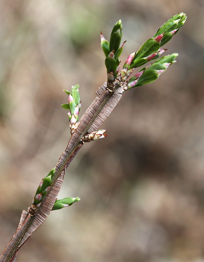 Изображение особи Euonymus sacrosanctus.