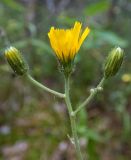 genus Hieracium. Верхушка побега с соцветиями. Тверская обл., Кимрский р-н, окр. дер. Нутромо, край заболоченного участка в сосново-еловом бору, зеленомошная кочка на песчаной почве. 20.07.2023.