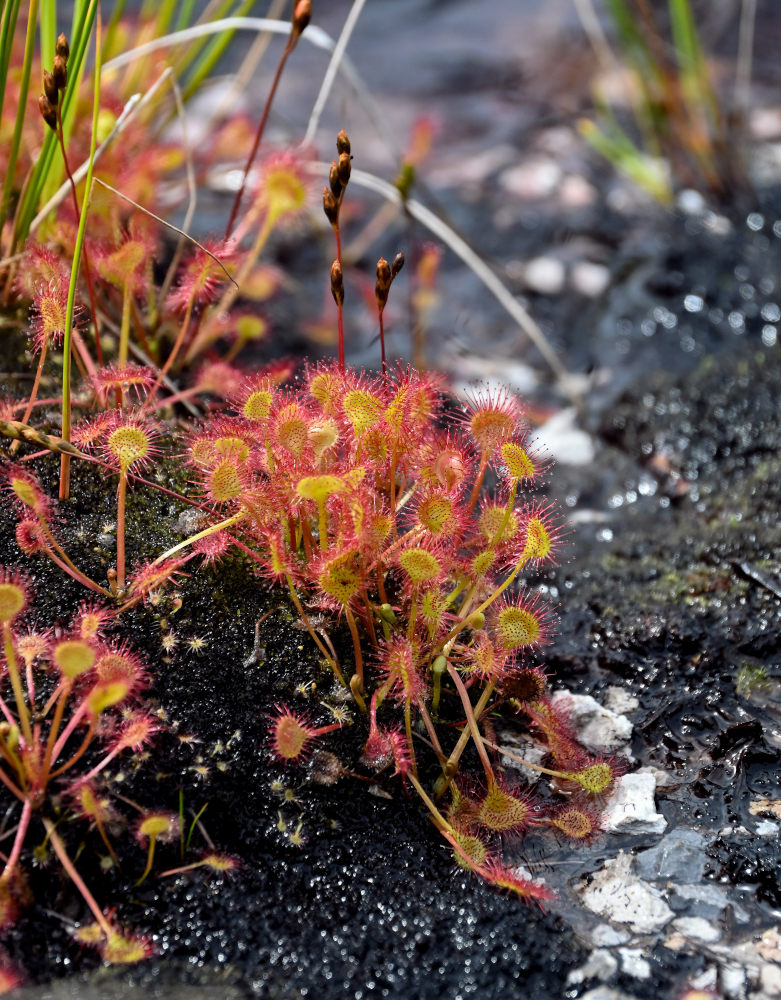 Изображение особи Drosera rotundifolia.