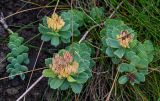 Rhodiola integrifolia