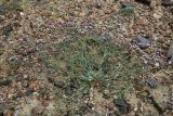 Limonium michelsonii