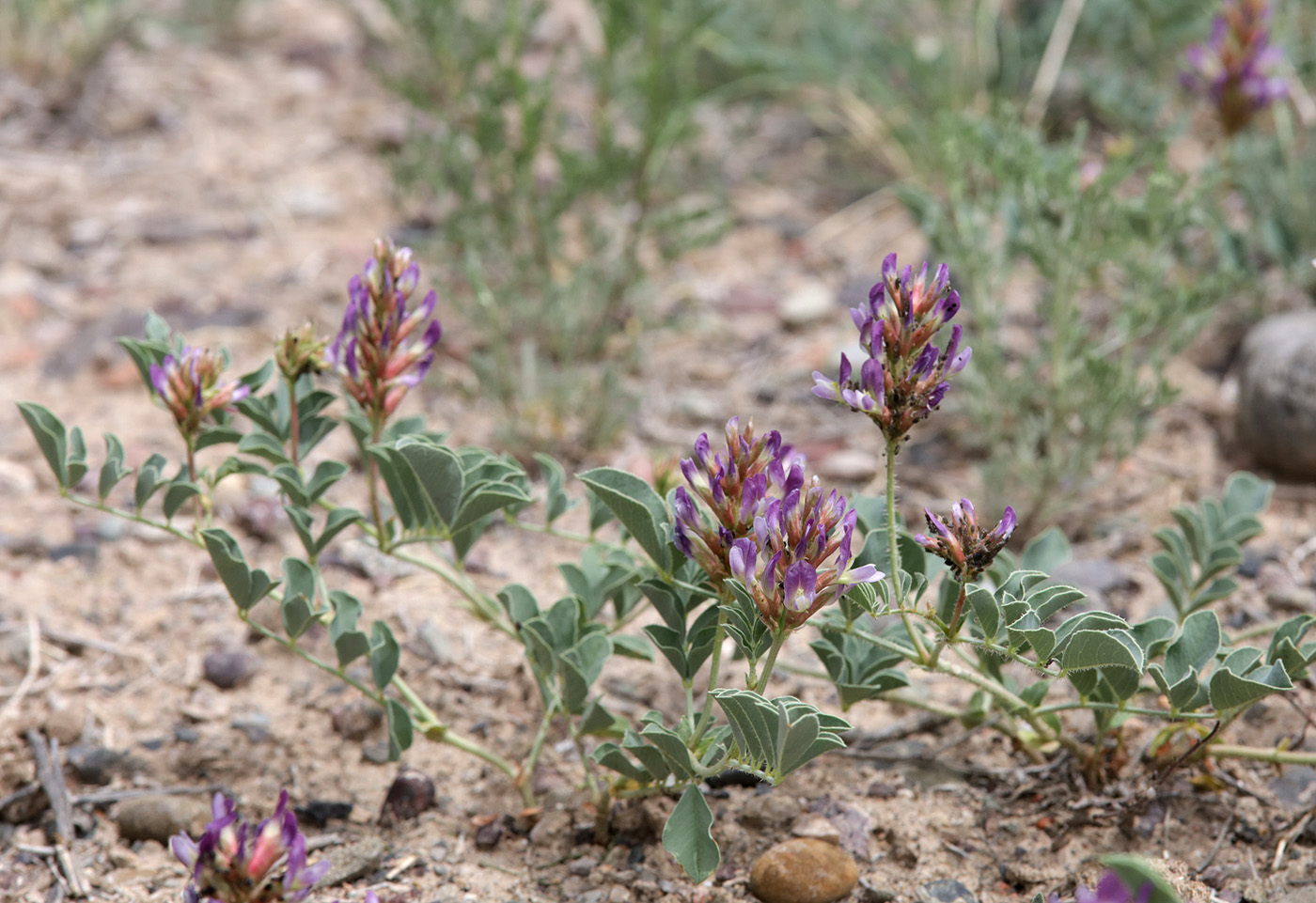 Image of Glycyrrhiza aspera specimen.