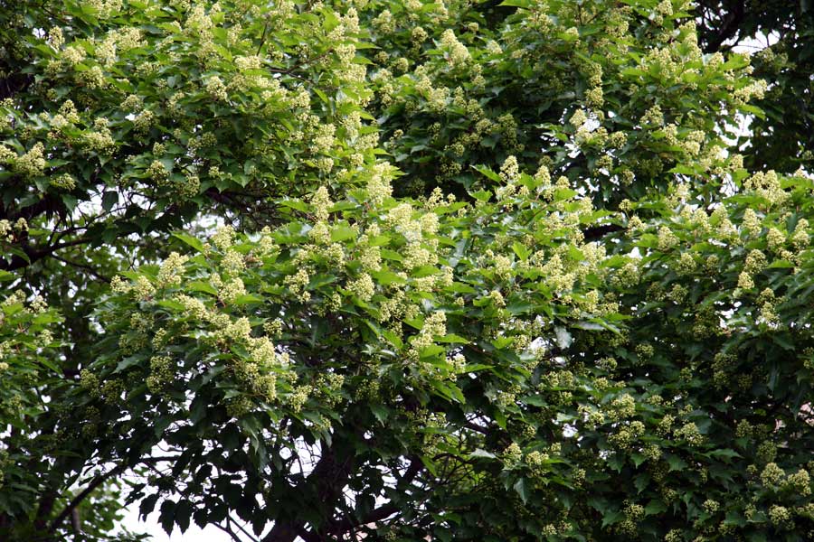 Image of Acer ginnala specimen.