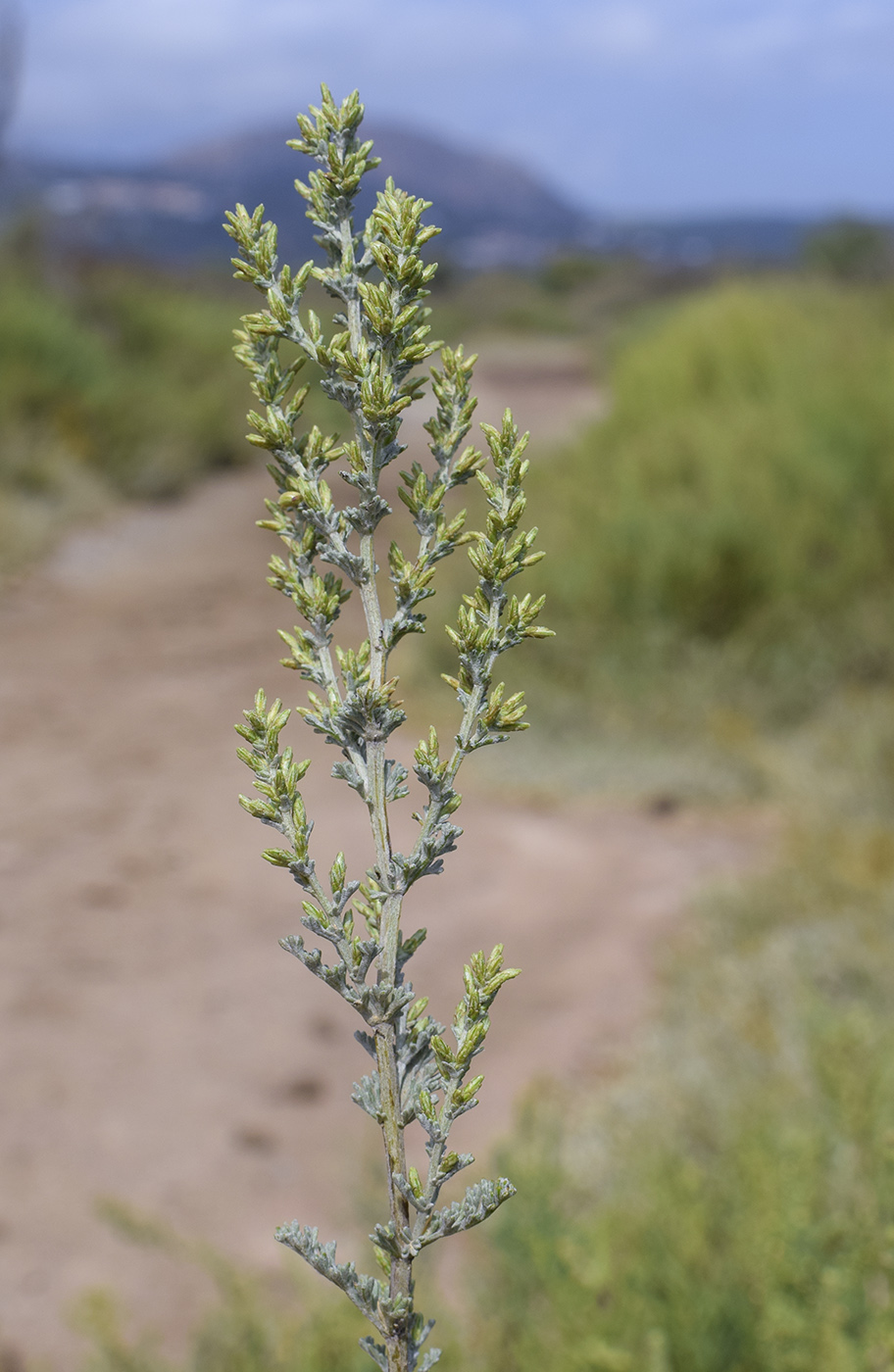 Image of Artemisia caerulescens ssp. gallica specimen.