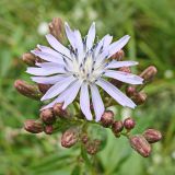 Lactuca sibirica