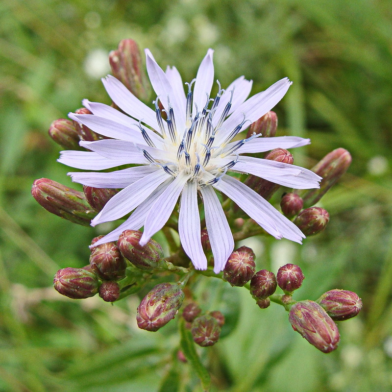 Image of Lactuca sibirica specimen.