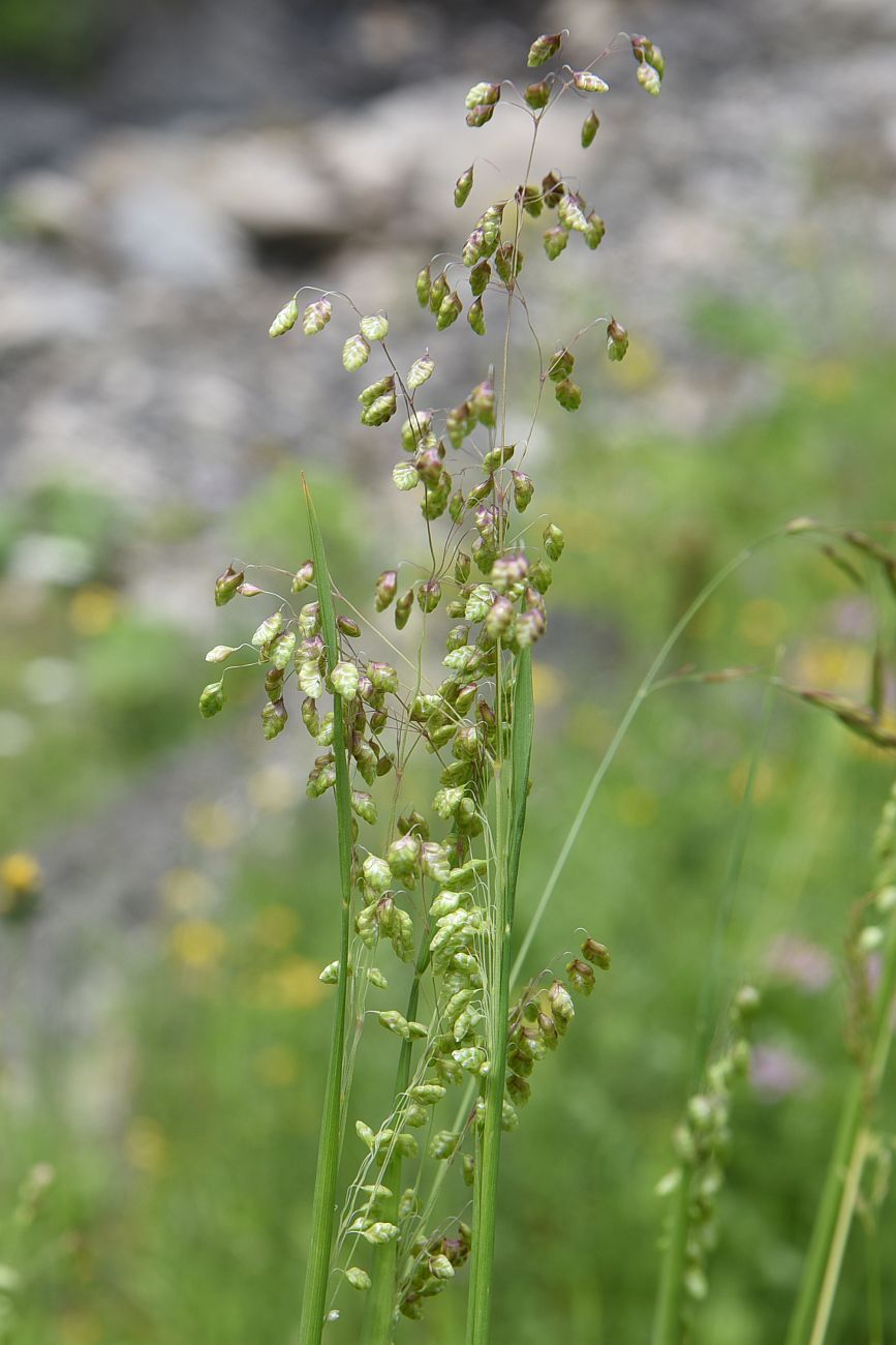 Image of Briza elatior specimen.