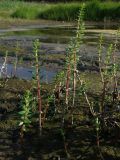 Hippuris tetraphylla