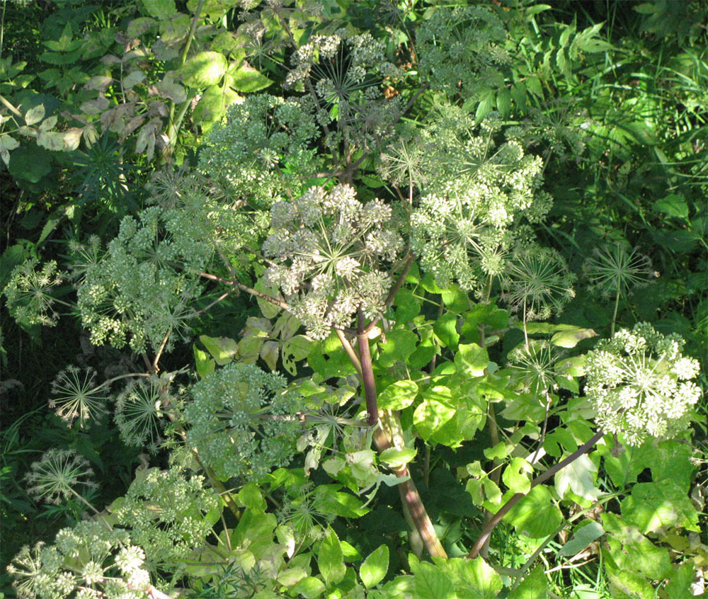 Изображение особи Archangelica officinalis.