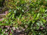 род Pyracantha