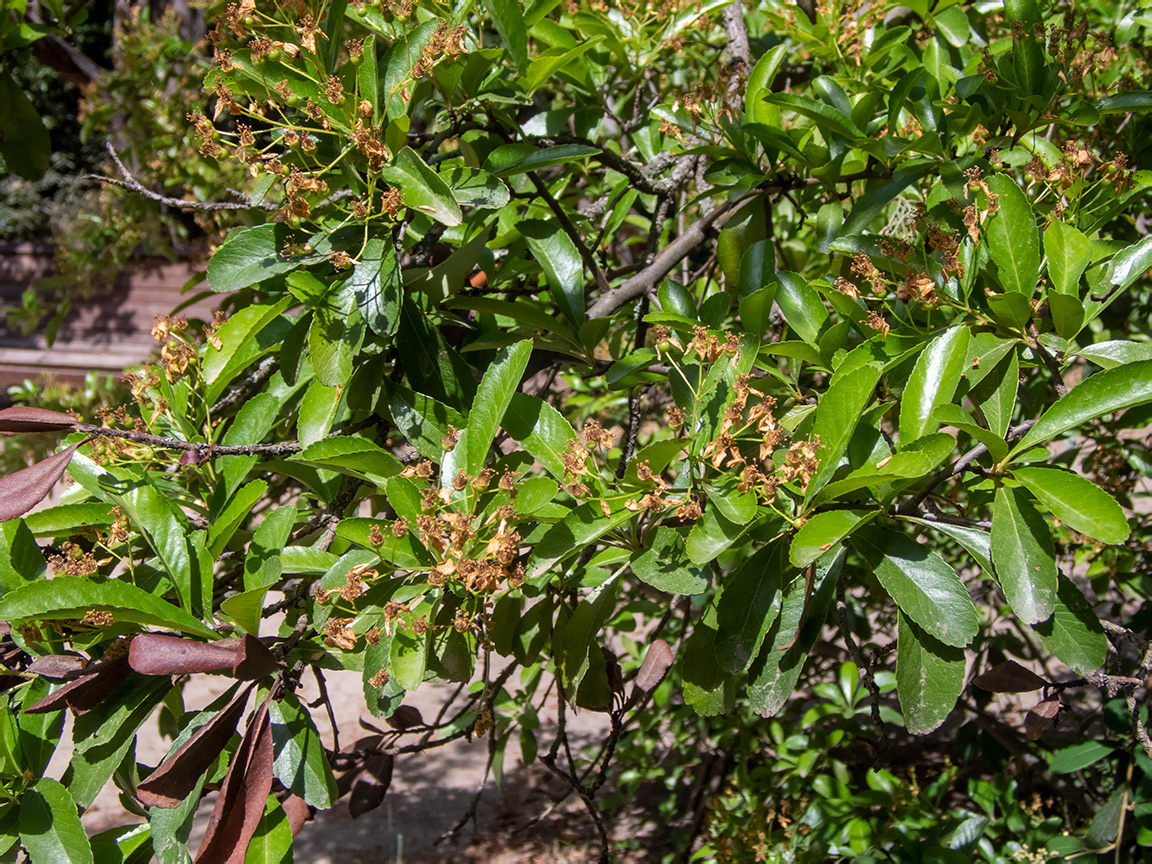 Image of genus Pyracantha specimen.