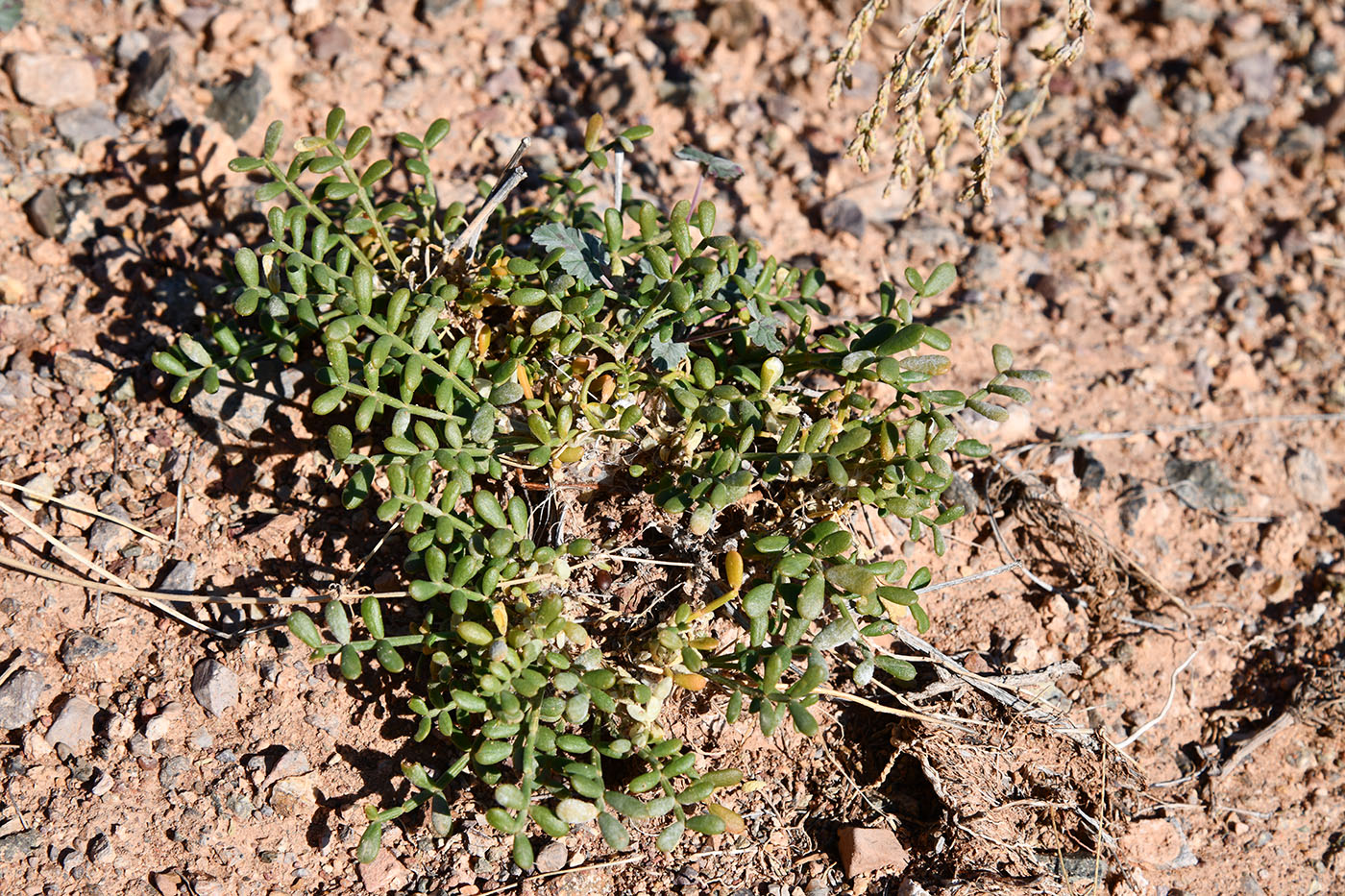 Изображение особи Zygophyllum kegense.