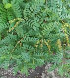 Amorpha fruticosa
