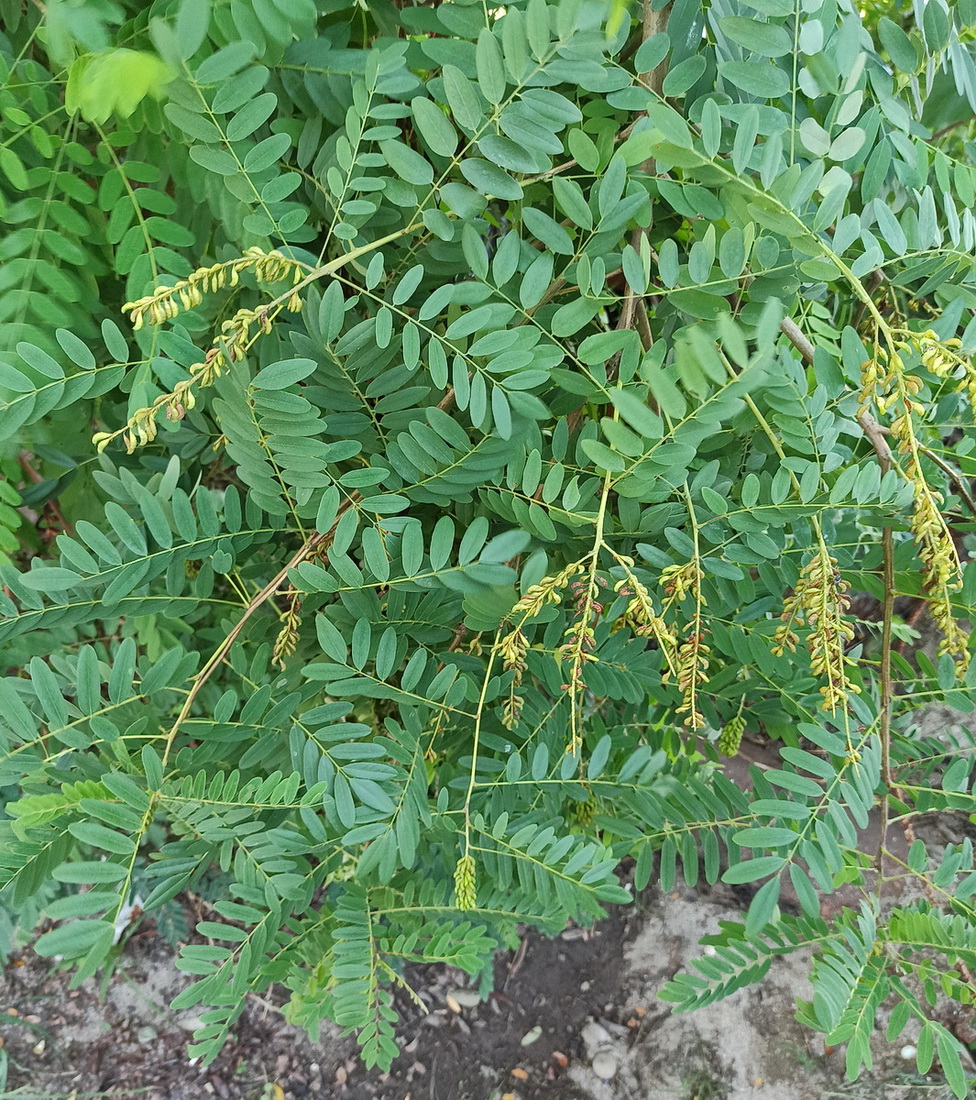 Изображение особи Amorpha fruticosa.