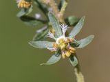 Reseda phyteuma