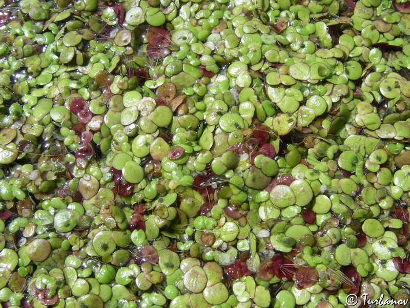 Image of Spirodela polyrhiza specimen.