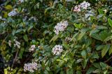 Viburnum tinus. Верхушки ветвей с соцветиями. Краснодарский край, Сочи, Хостинский р-н, парк \"Дендрарий\", в культуре. 13.03.2025.