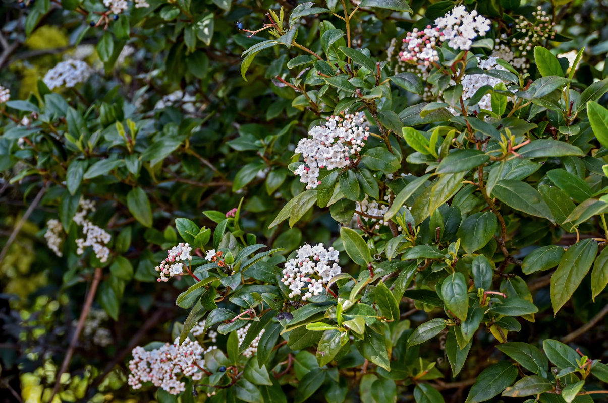 Image of Viburnum tinus specimen.