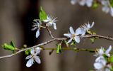 род Prunus