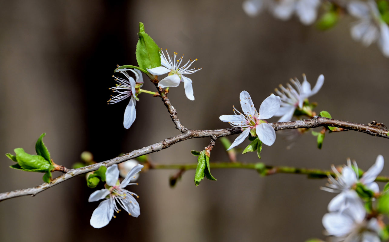 Image of Prunus cerasifera specimen.