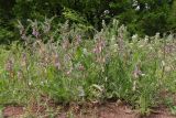 Vicia striata
