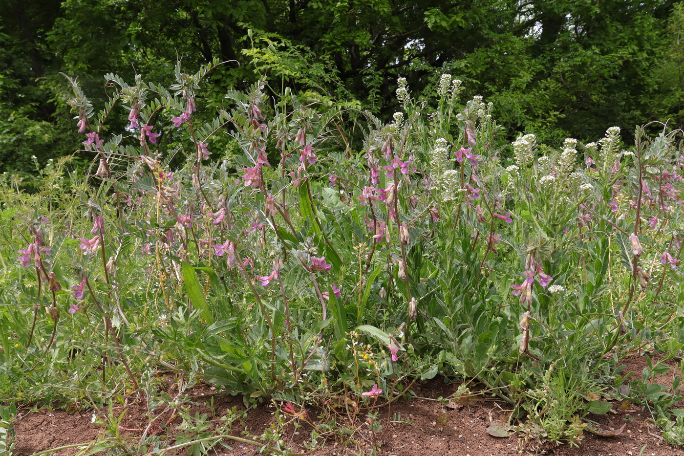 Image of Vicia striata specimen.