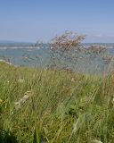 семейство Poaceae