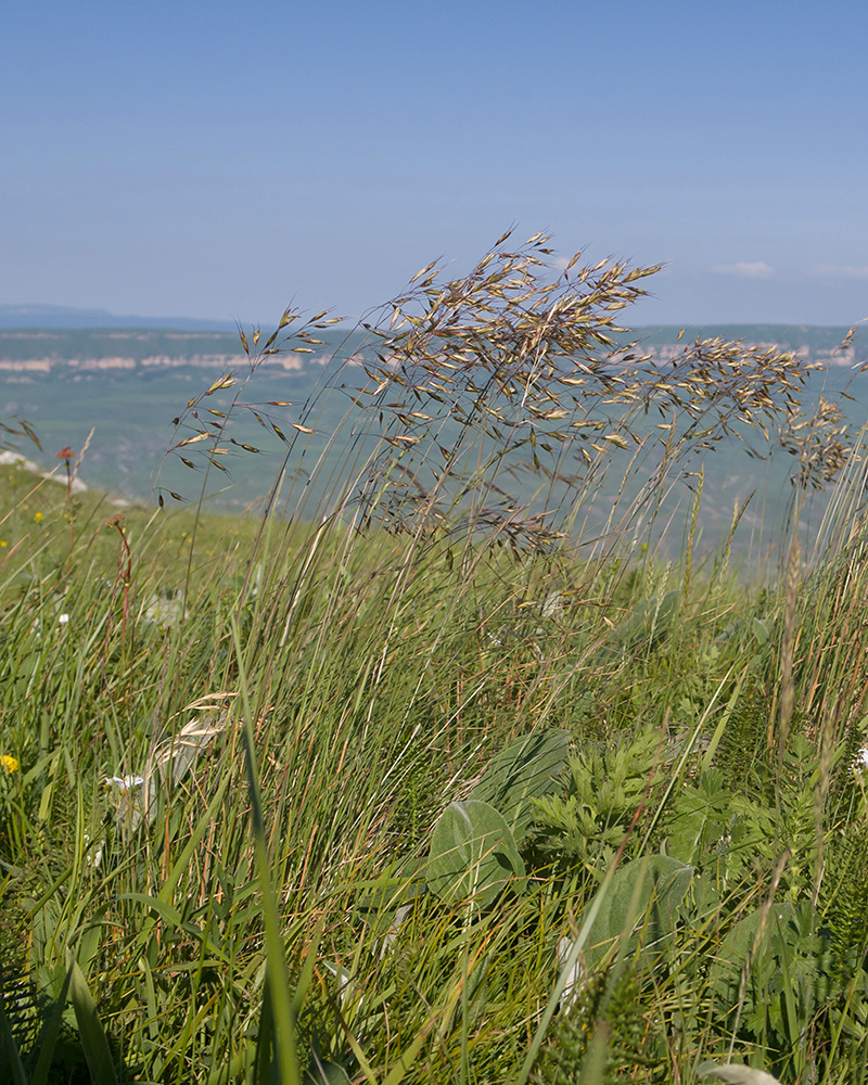 Изображение особи семейство Poaceae.