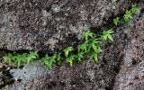 род Selliguea. Вегетирующие растения. Китай, пров. Аньхой, национальный парк \"Хуаншань\", на скале. 29.05.2025.